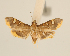 (Prophantis sp. AAD0236 - USNM ENT 00933669)  @14 [ ] Unspecified (default): All Rights Reserved  Unspecified Unspecified