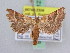  (Stemmatophora combustalis - BC ZSM Lep 51273)  @14 [ ] CreativeCommons - Attribution Non-Commercial Share-Alike (2010) Zoologische Staatssammlung Muenchen SNSB, Zoologische Staatssammlung Muenchen
