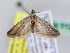  (Ephestia elutella - BC ZSM Lep 51276)  @14 [ ] CreativeCommons - Attribution Non-Commercial Share-Alike (2010) Zoologische Staatssammlung Muenchen SNSB, Zoologische Staatssammlung Muenchen
