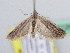  (Ephestia disparella - BC ZSM Lep 51299)  @13 [ ] CreativeCommons - Attribution Non-Commercial Share-Alike (2010) Zoologische Staatssammlung Muenchen SNSB, Zoologische Staatssammlung Muenchen