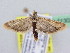  ( - BC ZSM Lep 51303)  @13 [ ] CreativeCommons - Attribution Non-Commercial Share-Alike (2010) Zoologische Staatssammlung Muenchen SNSB, Zoologische Staatssammlung Muenchen
