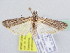  ( - BC ZSM Lep 51341)  @13 [ ] CreativeCommons - Attribution Non-Commercial Share-Alike (2010) Zoologische Staatssammlung Muenchen SNSB, Zoologische Staatssammlung Muenchen
