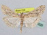  (Evergestis isatidalis - BC ZSM Lep 61620)  @14 [ ] CreativeCommons - Attribution Non-Commercial Share-Alike (2010) Zoologische Staatssammlung Muenchen SNSB, Zoologische Staatssammlung Muenchen