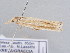 (Ancylolomia pectinatellus - BC ZSM Lep 61630)  @12 [ ] CreativeCommons - Attribution Non-Commercial Share-Alike (2010) Zoologische Staatssammlung Muenchen SNSB, Zoologische Staatssammlung Muenchen