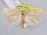  ( - BC ZSM Lep 61634)  @14 [ ] CreativeCommons - Attribution Non-Commercial Share-Alike (2010) Zoologische Staatssammlung Muenchen SNSB, Zoologische Staatssammlung Muenchen