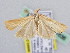  (Agriphila dalmatinellus - BC ZSM Lep 61636)  @13 [ ] CreativeCommons - Attribution Non-Commercial Share-Alike (2010) Zoologische Staatssammlung Muenchen SNSB, Zoologische Staatssammlung Muenchen