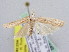  ( - BC ZSM Lep 61642)  @13 [ ] CreativeCommons - Attribution Non-Commercial Share-Alike (2010) Zoologische Staatssammlung Muenchen SNSB, Zoologische Staatssammlung Muenchen