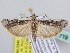  (Pempeliella sp - BC ZSM Lep 61719)  @14 [ ] CreativeCommons - Attribution Non-Commercial Share-Alike (2010) Zoologische Staatssammlung Muenchen SNSB, Zoologische Staatssammlung Muenchen