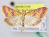  ( - BC ZSM Lep 61784)  @14 [ ] CreativeCommons - Attribution Non-Commercial Share-Alike (2010) Zoologische Staatssammlung Muenchen SNSB, Zoologische Staatssammlung Muenchen