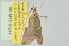  ( - BC MTD Lep 01214)  @12 [ ] Copyright (2011) M. Nuss, Senckenberg Museum of Zoology, Dresden Senckenberg Museum of Zoology, Dresden