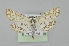  ( - BC MTD Lep 01359)  @13 [ ] Copyright (2011) M. Nuss, Senckenberg Museum of Zoology, Dresden Senckenberg Museum of Zoology, Dresden