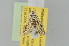  ( - BC MTD Lep 01367)  @13 [ ] Copyright (2011) M. Nuss, Senckenberg Museum of Zoology, Dresden Senckenberg Museum of Zoology, Dresden