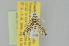  ( - BC MTD Lep 01371)  @13 [ ] Copyright (2011) M. Nuss, Senckenberg Museum of Zoology, Dresden Senckenberg Museum of Zoology, Dresden