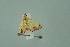 (Hyalobathra phoenicozona - BC MTD 00208)  @13 [ ] Unspecified (default): All Rights Reserved  Unspecified Unspecified