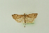  (Udea nordmani - BC MTD Lep 01620)  @13 [ ] CreativeCommons - Attribution Non-Commercial (2011) M. Nuss Senckenberg Museum of Zoology, Dresden