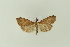  (Udea maderensis - BC MTD Lep 01621)  @13 [ ] CreativeCommons - Attribution Non-Commercial (2011) M. Nuss Senckenberg Museum of Zoology, Dresden