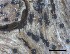  (Phyllosticta sp - O-F-258292)  @11 [ ] by-nc-sa (2021) Unspecified Norwegian Institute for Nature Research