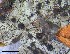  ( - O-F-258315)  @11 [ ] by-nc-sa (2021) Unspecified Norwegian Institute for Nature Research