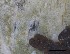  ( - O-L-228350)  @11 [ ] by-nc-sa (2021) Unspecified Norwegian Institute for Nature Research