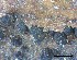  (Sphaeropsis - O-F-258307)  @11 [ ] by-nc-sa (2021) Unspecified Norwegian Institute for Nature Research