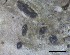  (Strigula stigmatella - O-L-228344)  @11 [ ] by-nc-sa (2021) Unspecified Norwegian Institute for Nature Research