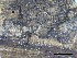  (Eutypa - O-F-258266)  @11 [ ] by-nc-sa (2021) Unspecified Norwegian Institute for Nature Research