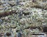 ( - O-F-258247)  @11 [ ] by-nc-sa (2021) Unspecified Norwegian Institute for Nature Research