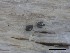  ( - O-F-258253)  @11 [ ] by-nc-sa (2021) Unspecified Norwegian Institute for Nature Research