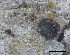  ( - O-F-258305)  @11 [ ] by-nc-sa (2021) Unspecified Norwegian Institute for Nature Research