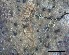  (Strigula sp - O-L-228346)  @11 [ ] by-nc-sa (2021) Unspecified Norwegian Institute for Nature Research