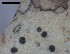  ( - O-F-258278)  @11 [ ] by-nc-sa (2021) Unspecified Norwegian Institute for Nature Research