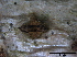  (Diaporthe decedens - O-F247780)  @11 [ ] CreativeCommons - Attribution Non-Commercial Share-Alike (2013) Teppo Rama Norwegian Institute for Nature Research (NINA)