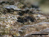  ( - O-F247799)  @11 [ ] CreativeCommons - Attribution Non-Commercial Share-Alike (2013) Teppo Rama Norwegian Institute for Nature Research (NINA)