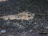  ( - O-F247805)  @11 [ ] CreativeCommons - Attribution Non-Commercial Share-Alike (2013) Teppo Rama Norwegian Institute for Nature Research (NINA)