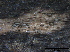  ( - O-F247805)  @11 [ ] CreativeCommons - Attribution Non-Commercial Share-Alike (2013) Teppo Rama Norwegian Institute for Nature Research (NINA)
