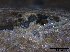  ( - O-F247824)  @11 [ ] CreativeCommons - Attribution Non-Commercial Share-Alike (2013) Teppo Rama Norwegian Institute for Nature Research (NINA)