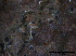  (Strigula cf. taylorii - O-F247838)  @11 [ ] CreativeCommons - Attribution Non-Commercial Share-Alike (2013) Teppo Rama Norwegian Institute for Nature Research (NINA)