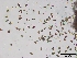  (Hypoxylon rubiginosum - O-F75358)  @11 [ ] CreativeCommons - Attribution Non-Commercial Share-Alike (2013) Teppo Rama Norwegian Institute for Nature Research (NINA)