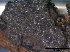  (Hypoxylon vogesiacum - O-F75405)  @11 [ ] CreativeCommons - Attribution Non-Commercial Share-Alike (2013) Teppo Rama Norwegian Institute for Nature Research (NINA)