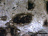  ( - TROM-F26043)  @11 [ ] CreativeCommons - Attribution Non-Commercial Share-Alike (2013) Teppo Rama Norwegian Institute for Nature Research (NINA)