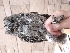  (Otus scops - BC19_5)  @11 [ ] by-sa (2020) Unspecified Weill Cornell Medicine Qatar