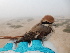  ( - 106533)  @11 [ ] by-sa (2020) Unspecified Weill Cornell Medicine Qatar