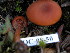  (Laccaria laccata - 157357)  @11 [ ] CreativeCommons - Attribution Non-Commercial Share-Alike (2010) Unspecified Royal Ontario Museum