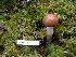  (Suillus sp - 157386)  @11 [ ] CreativeCommons - Attribution Non-Commercial Share-Alike (2010) Unspecified Royal Ontario Museum