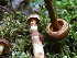  (Pholiota sp - 157411)  @11 [ ] CreativeCommons - Attribution Non-Commercial Share-Alike (2010) Unspecified Royal Ontario Museum