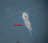 (Pseudocalanus mimus - ZHAK-01098)  @11 [ ] CreativeCommons Attribution Non-Commercial No Derivatives (2022) Hakai Institute Hakai Institute
