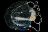  ( - ZHAK-01547)  @11 [ ] CreativeCommons Attribution Non-Commercial No Derivatives (2022) Hakai Institute Hakai Institute