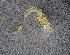  ( - ZHAK-01572)  @11 [ ] CreativeCommons Attribution Non-Commercial No Derivatives (2022) Hakai Institute Hakai Institute