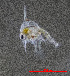  ( - ZHAK-01620)  @11 [ ] CreativeCommons Attribution Non-Commercial No Derivatives (2022) Hakai Institute Hakai Institute
