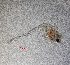  ( - ZHAK-01664)  @11 [ ] CreativeCommons Attribution Non-Commercial No Derivatives (2022) Hakai Institute Hakai Institute